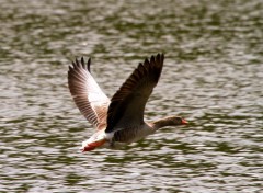  Animaux Image sans titre N307485