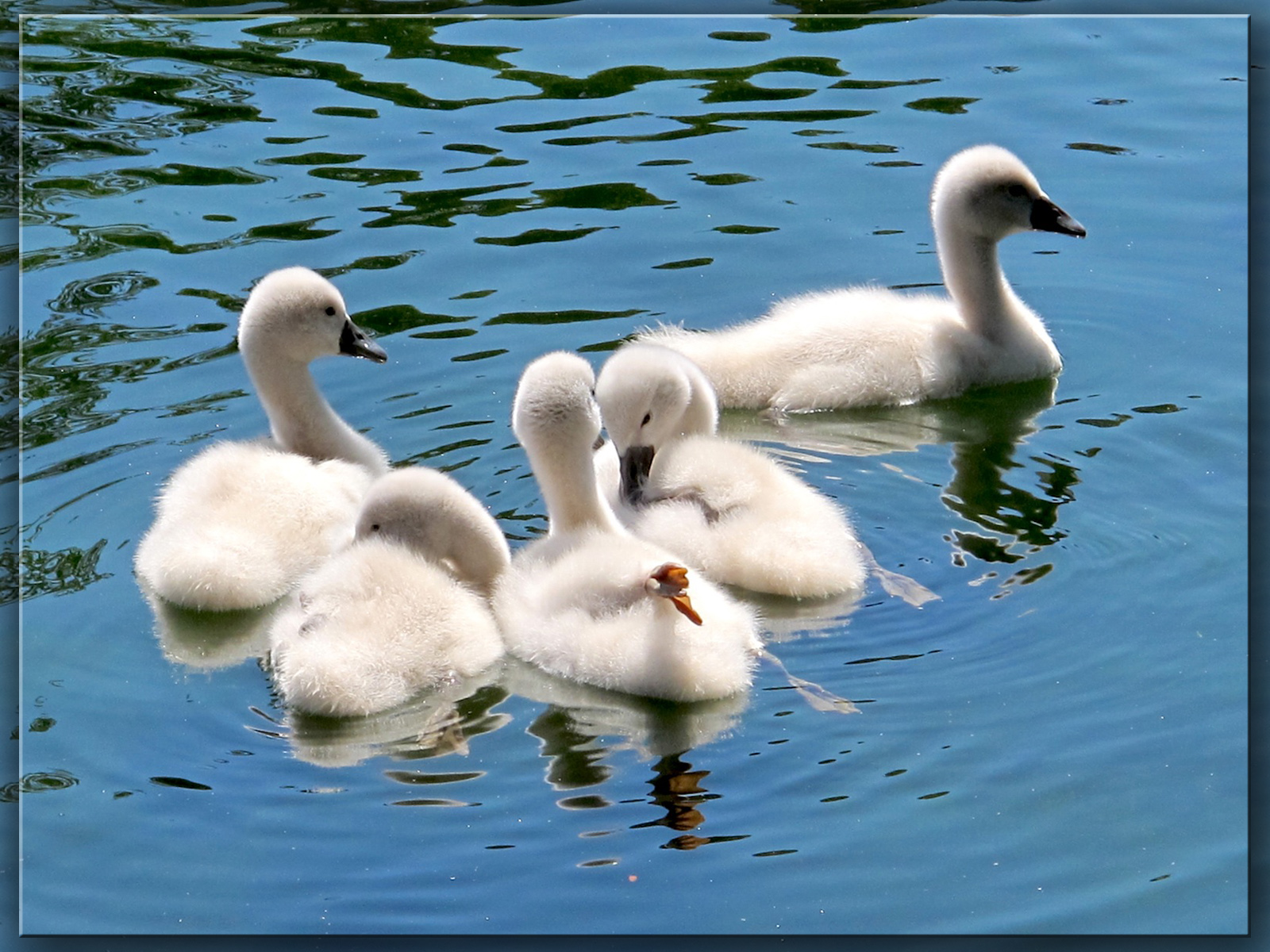 Wallpapers Animals Birds - Swans 