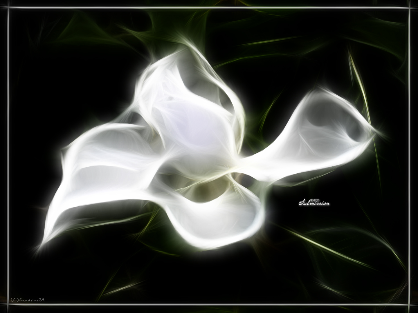 Wallpapers Digital Art Nature - Flowers 