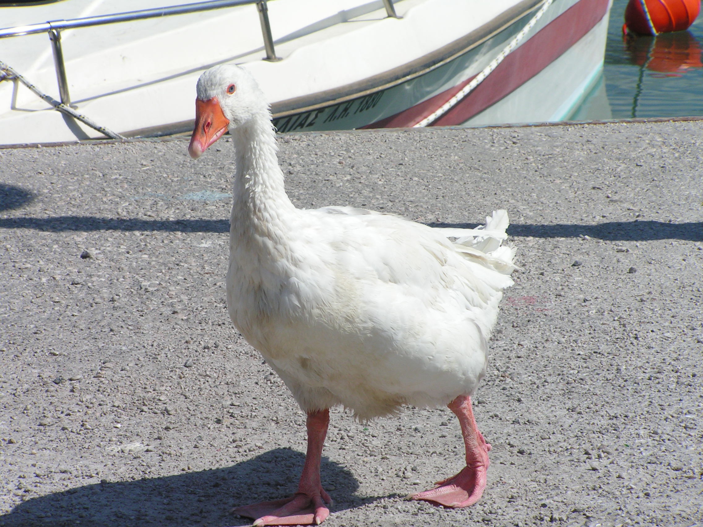 Fonds d'cran Animaux Oiseaux - Oies 