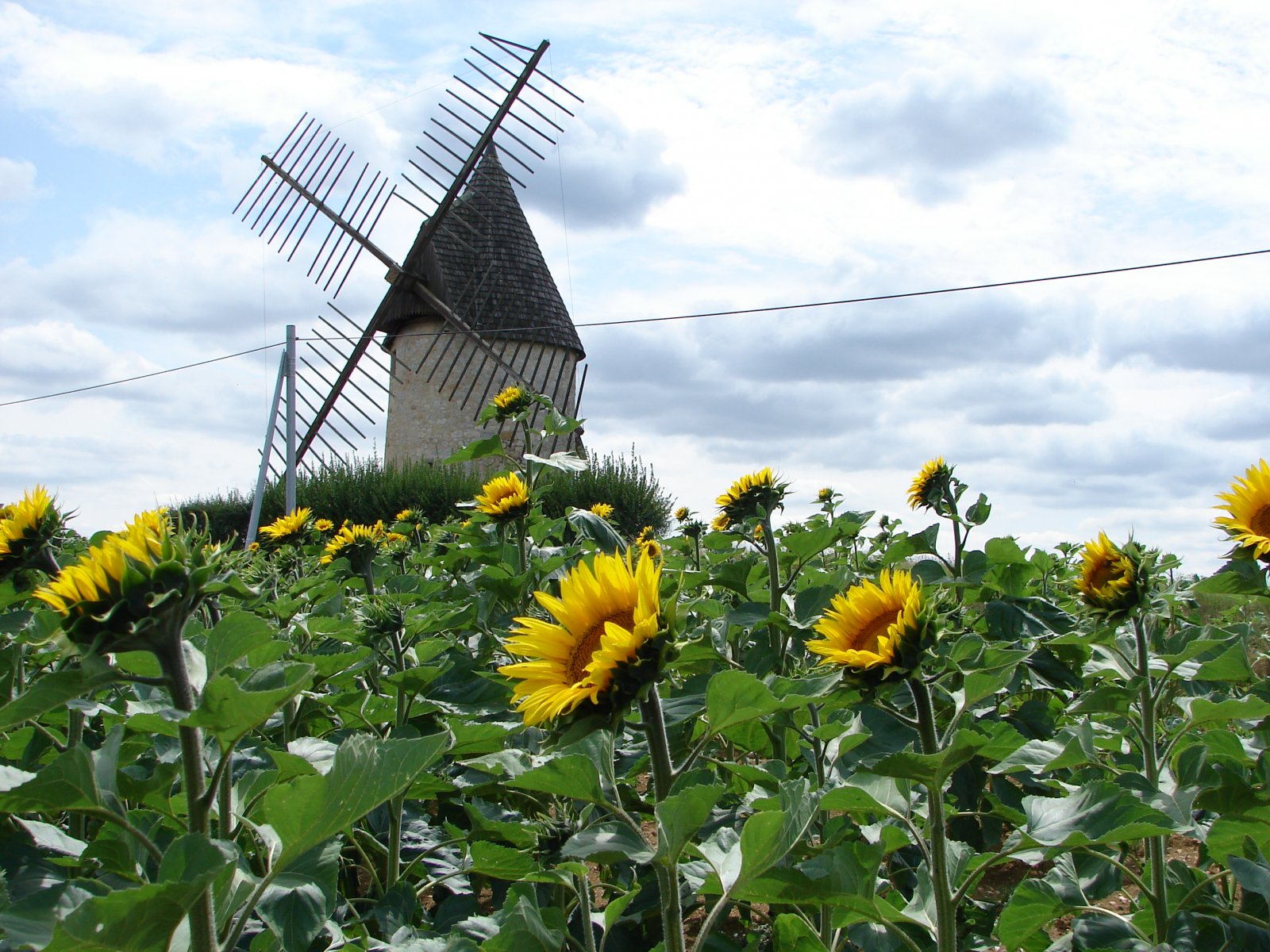 Wallpapers Nature Flowers Moulin de cuq avec un champ de tournesol