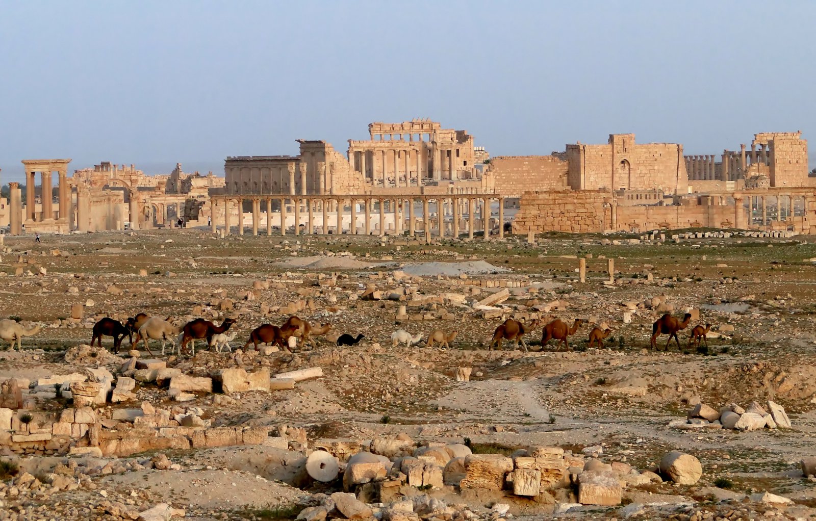 Fonds d'cran Voyages : Asie Syrie palmyra