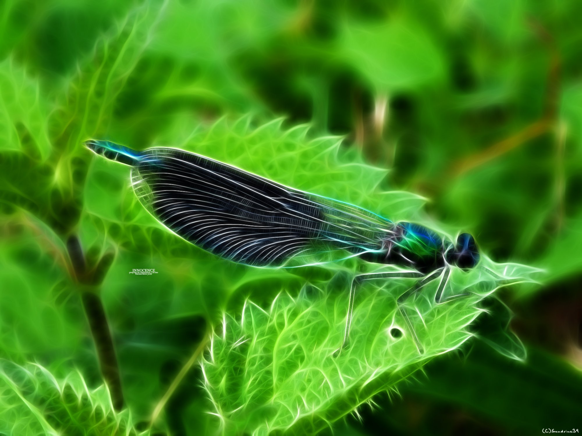 Wallpapers Digital Art Animals Demoiselle en habit de fractale