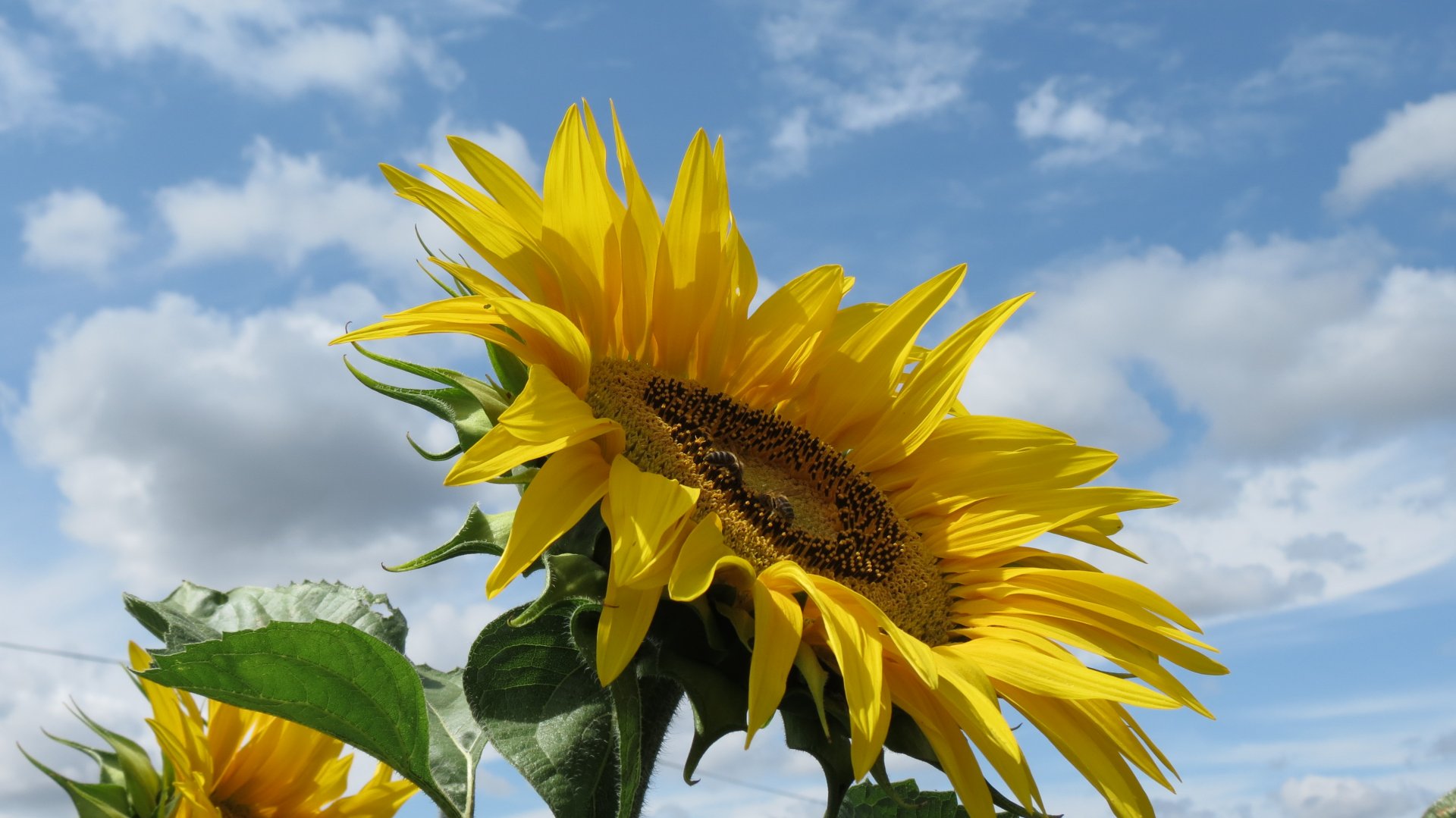 Fonds d'cran Nature Fleurs tournesol abeilles