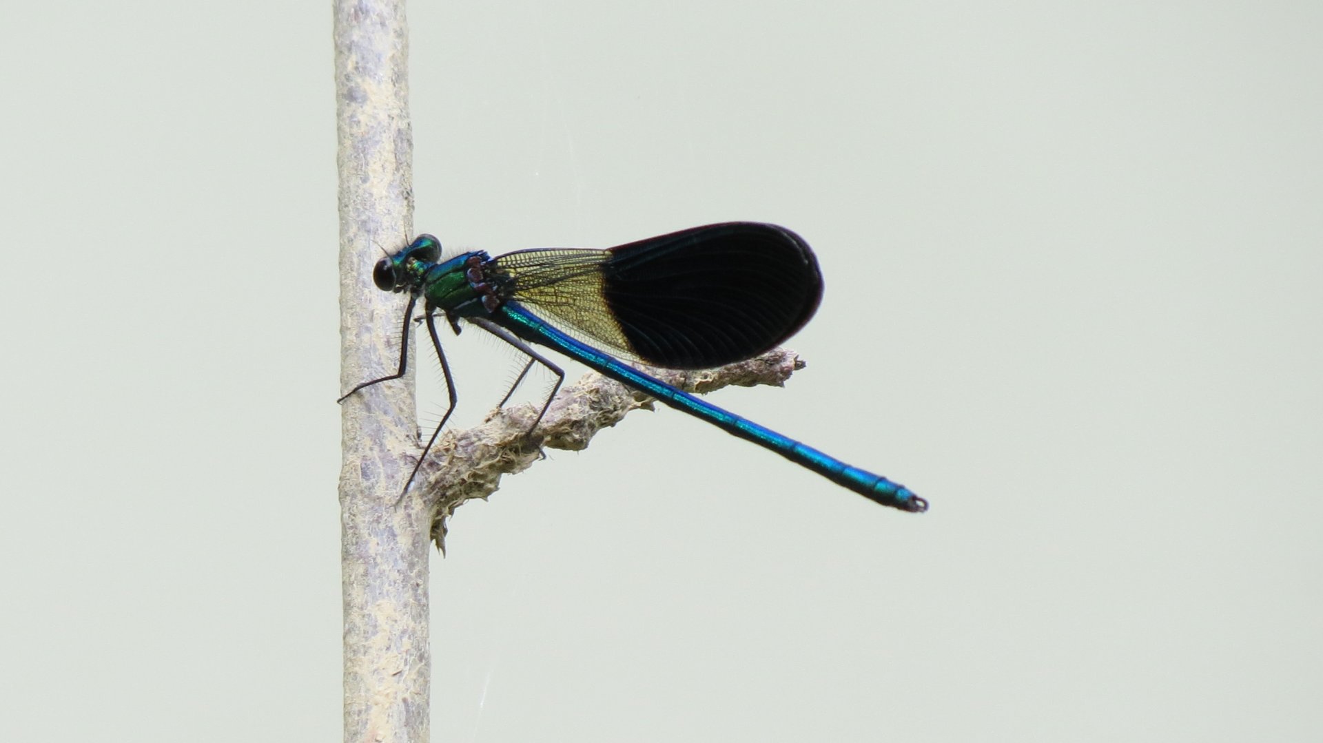 Wallpapers Animals Insects - Dragonflies libellule au bord de l'eau