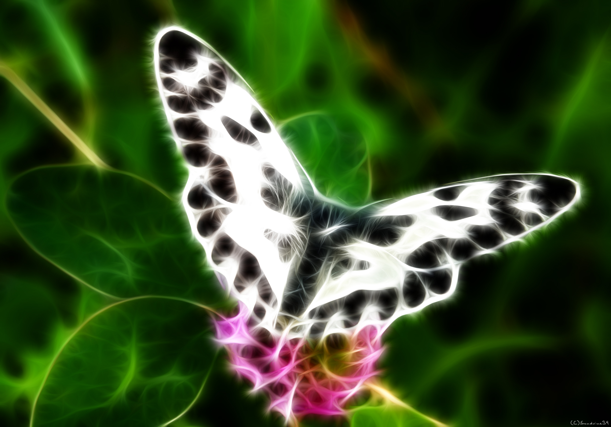 Wallpapers Digital Art Animals 