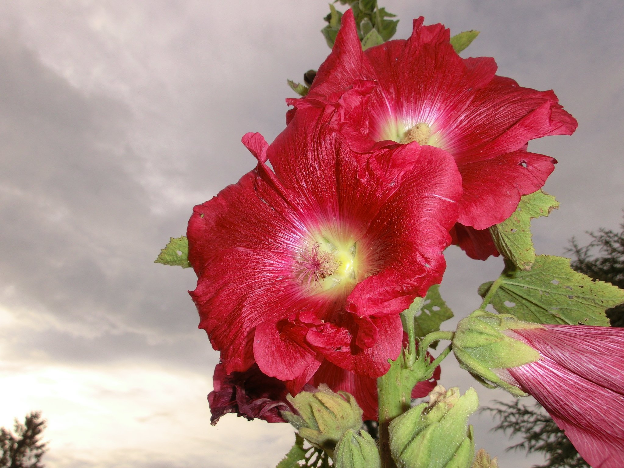 Wallpapers Nature Flowers rose tremiere