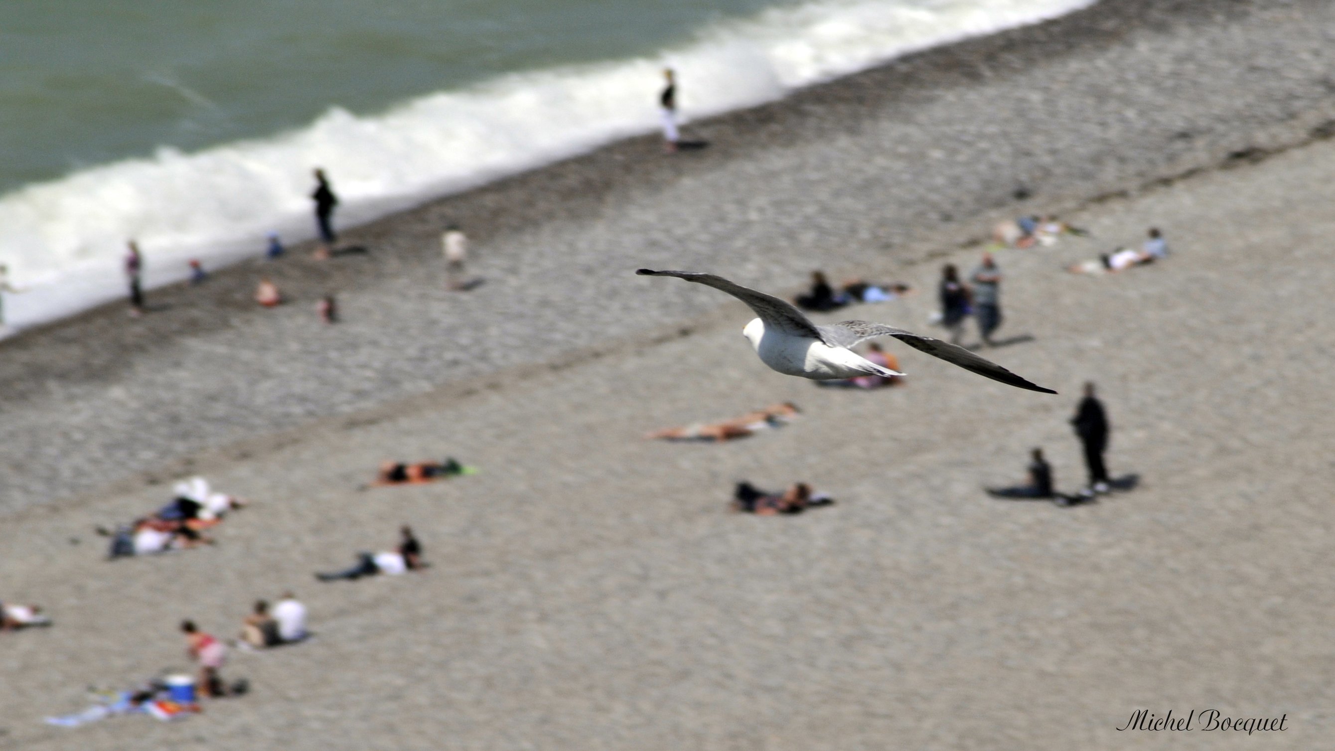 Fonds d'cran Animaux Oiseaux - Mouettes et Golands Mouette sur le Trport