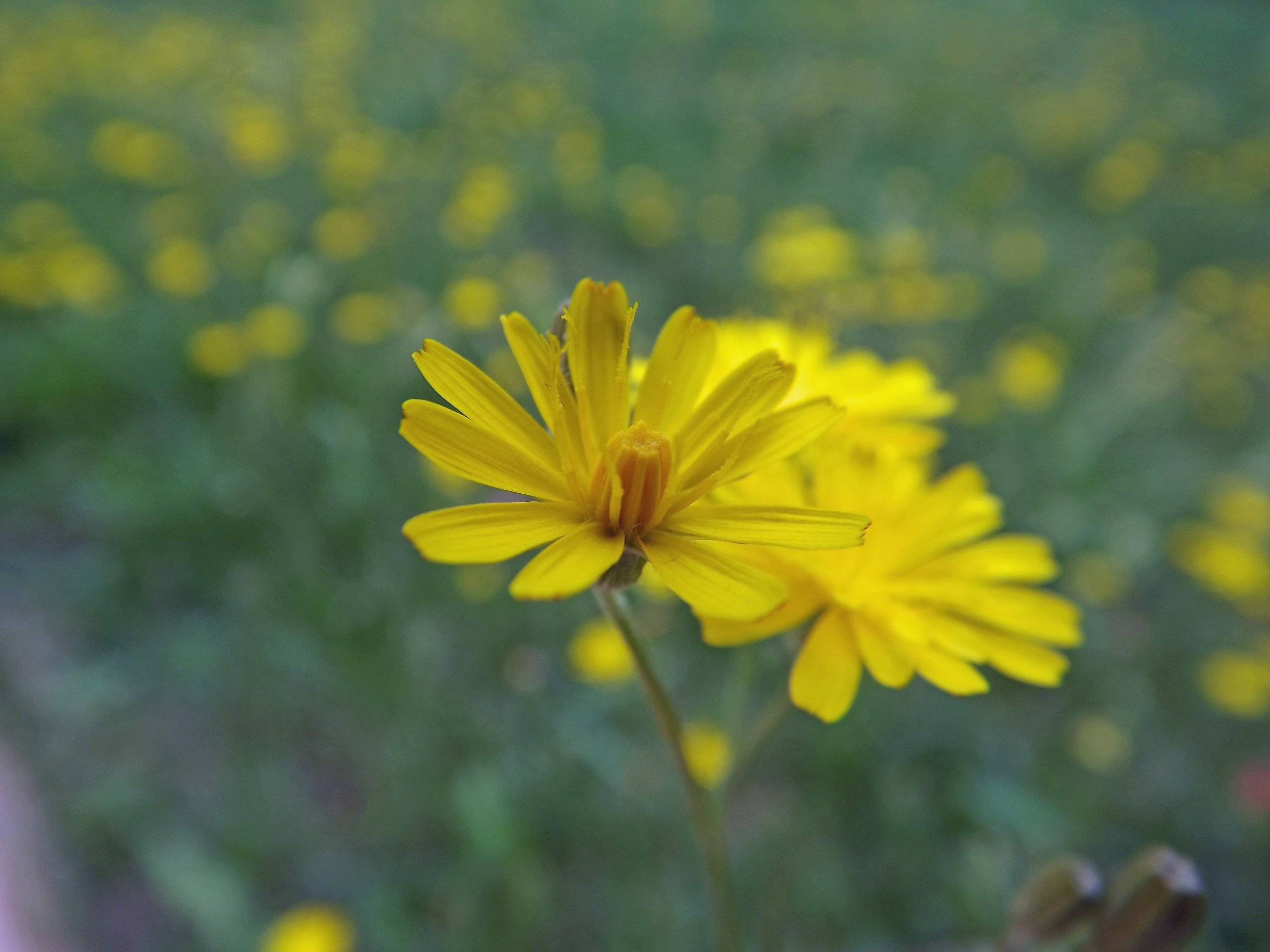 Wallpapers Nature Flowers fleurs estivales