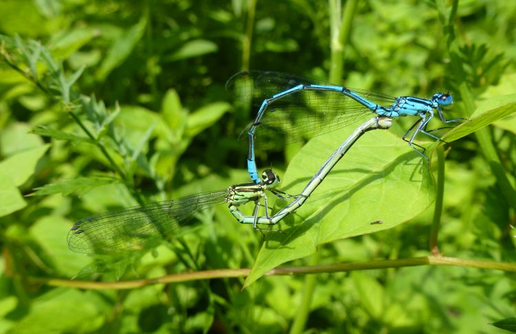 Fonds d'cran Animaux Insectes - Libellules Coenagrion puella