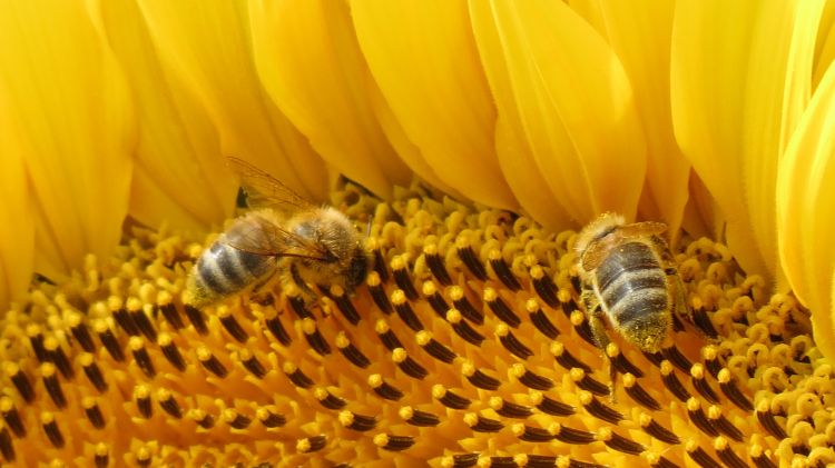 Fonds d'cran Animaux Insectes - Abeilles Gupes ... abeilles butineuses