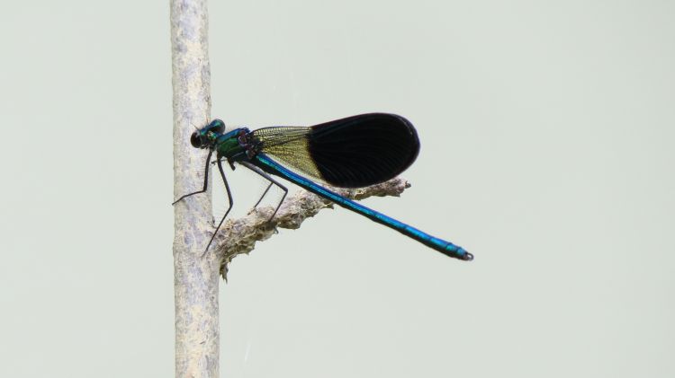 Fonds d'cran Animaux Insectes - Libellules libellule au bord de l'eau