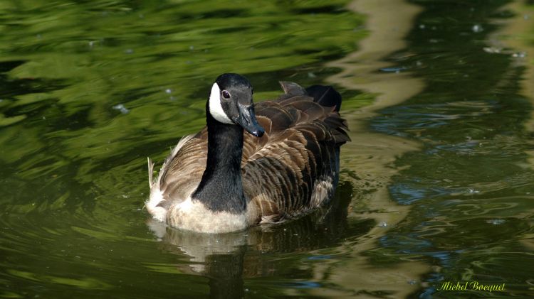 Fonds d'cran Animaux Oiseaux - Canards Canard