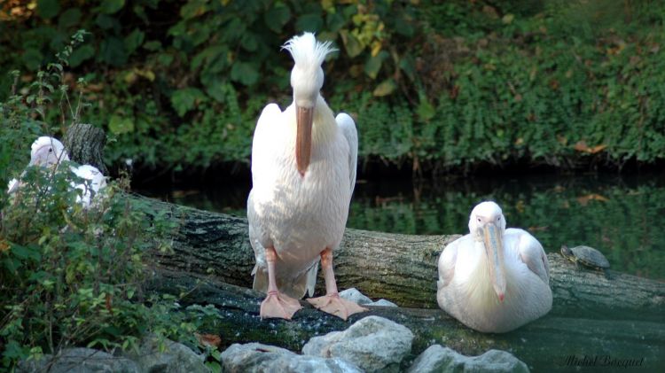 Fonds d'cran Animaux Oiseaux - Plicans Plicans