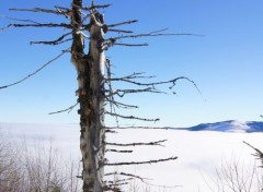  Nature Vu sur la vale de Munster en Alsace un jours de Nouvel An 2011