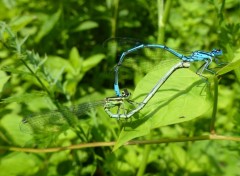  Animaux Coenagrion puella