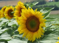  Nature tournesol