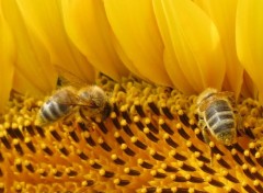  Animals abeilles butineuses