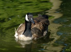  Animaux Canard