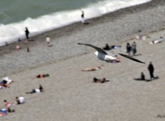  Animaux Mouette sur le Trport