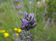  Nature fleurs estivales