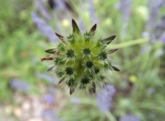  Nature fleurs estivales