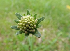  Nature fleurs estivales