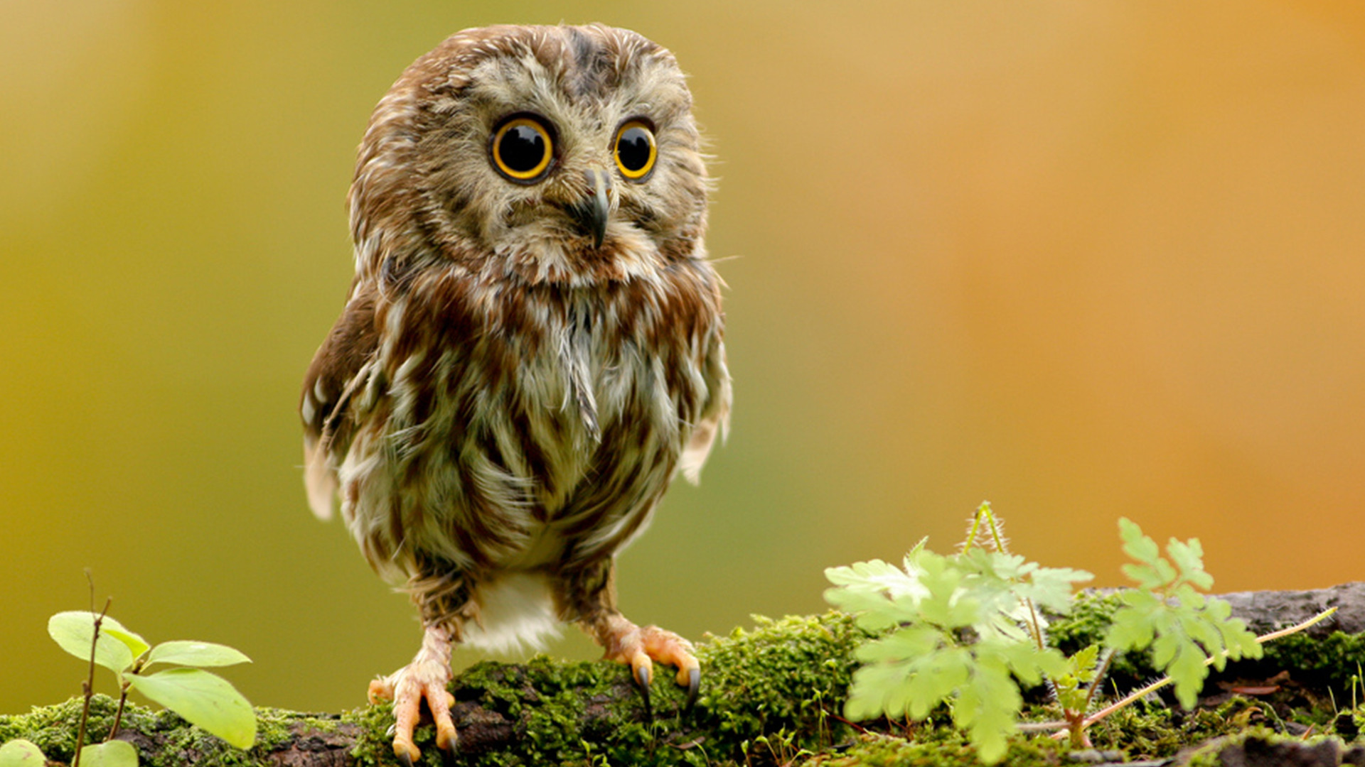 Fonds d'cran Animaux Oiseaux - Hiboux et Chouettes 