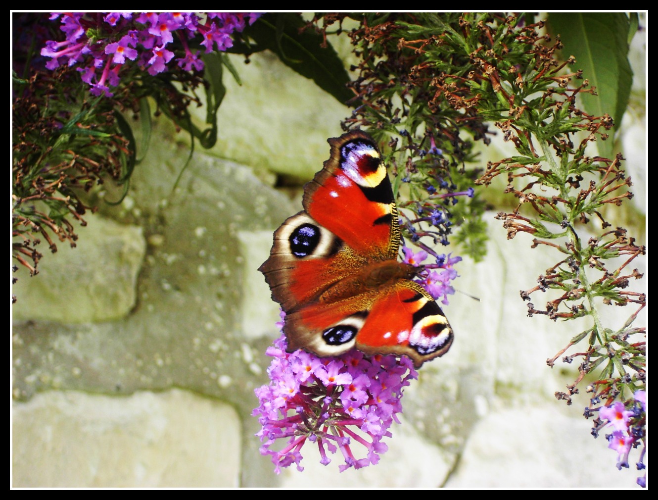 Wallpapers Animals Insects - Butterflies papillons