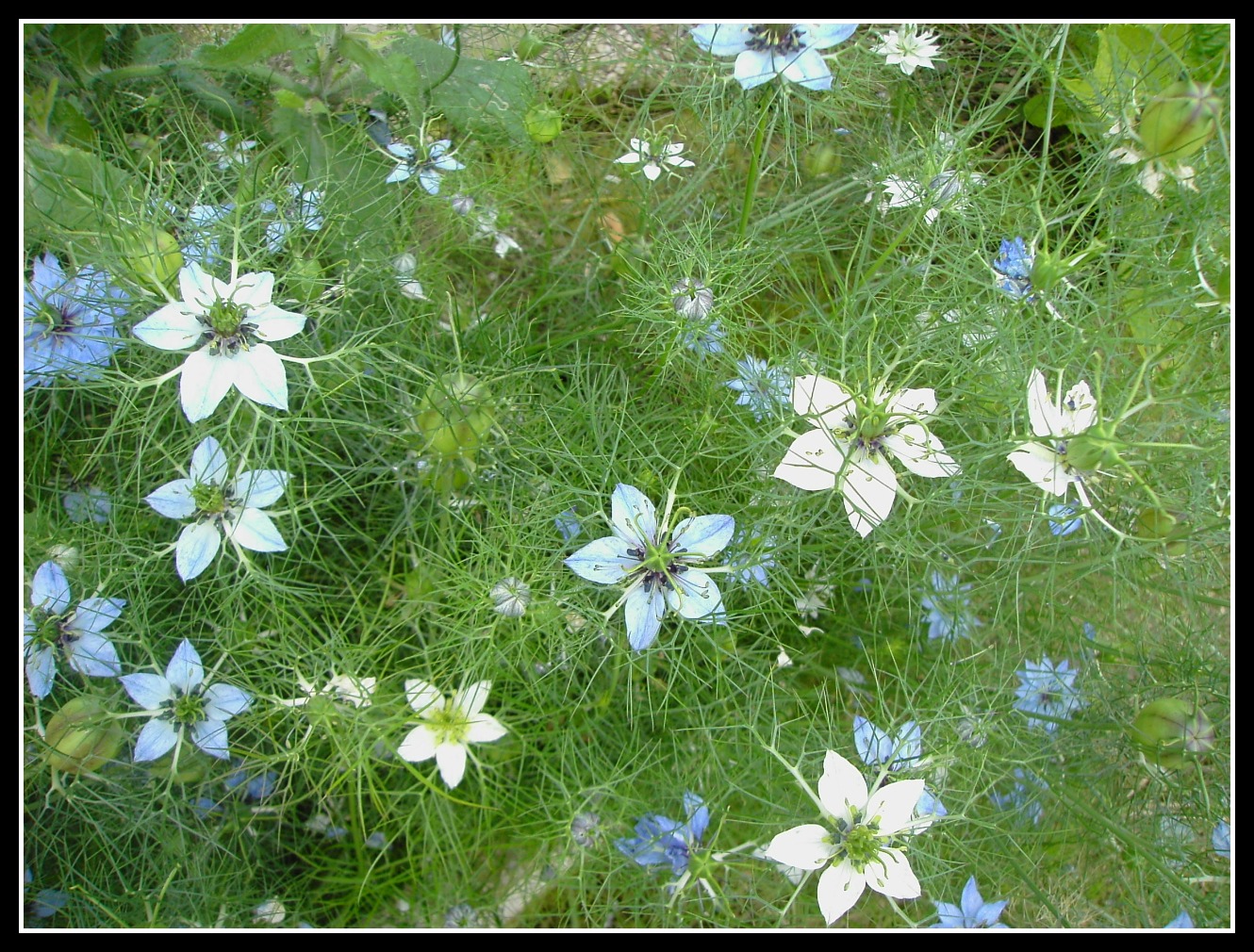 Wallpapers Nature Flowers Nigelle