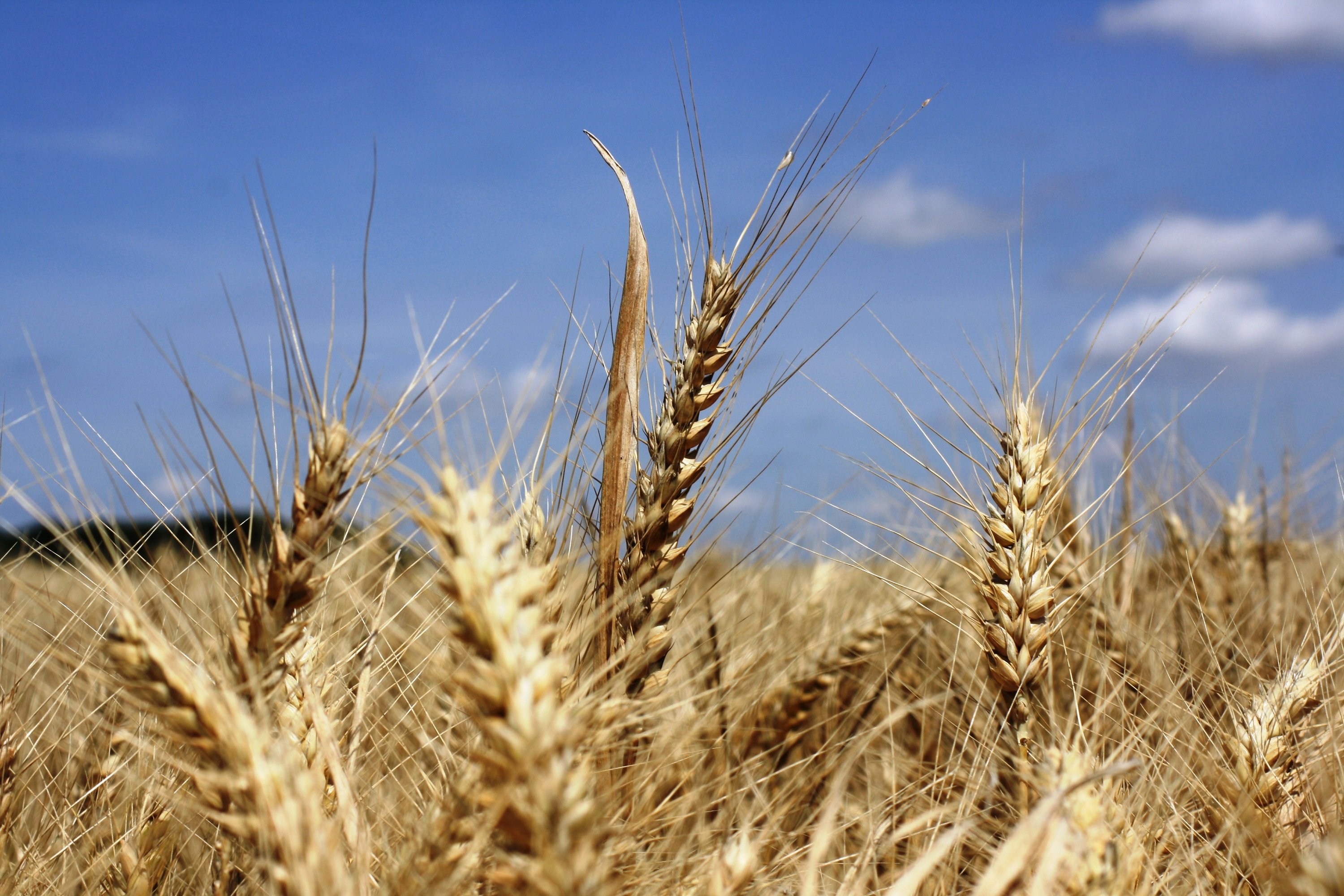 Fonds d'cran Nature Champs - Prairies 