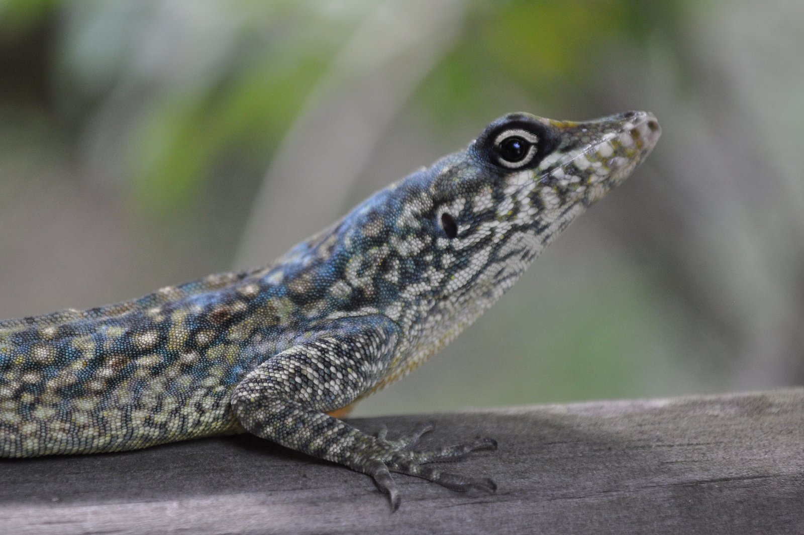 Fonds d'cran Animaux Lzards - Iguanes Anolis roquet