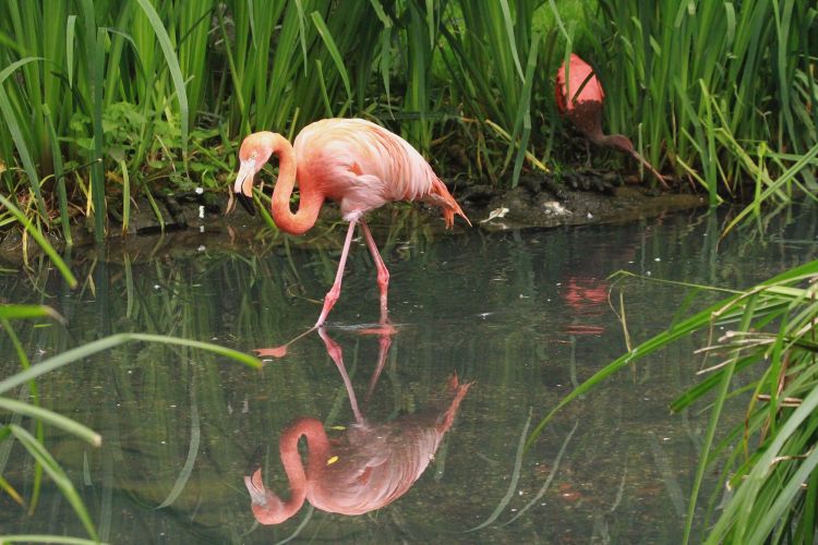 Fonds d'cran Animaux Oiseaux - Flamands roses Wallpaper N307651