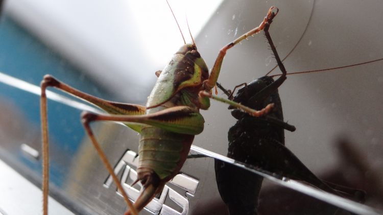 Fonds d'cran Animaux Insectes - Sauterelles et Criquets Face  Face