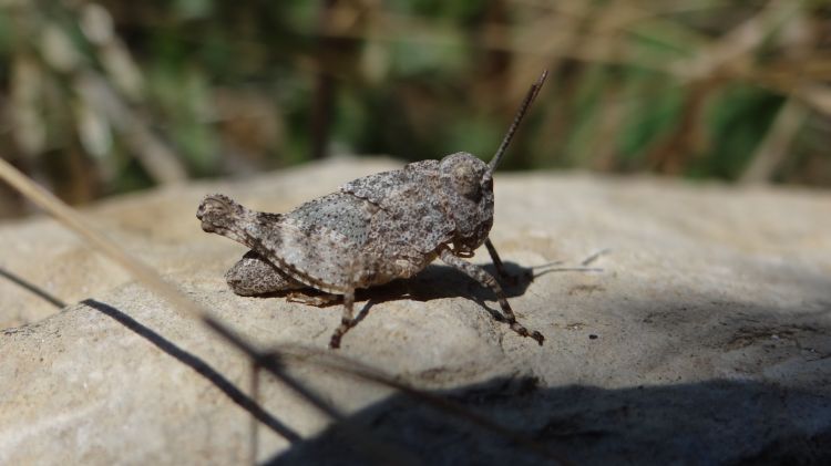 Fonds d'cran Animaux Insectes - Sauterelles et Criquets Mimtisme