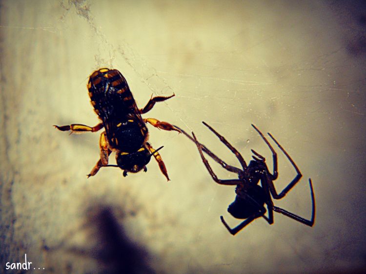 Fonds d'cran Animaux Araignes bee vs spider