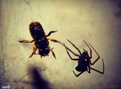  Animaux bee vs spider