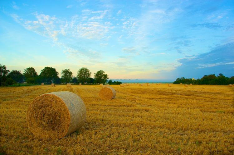 Wallpapers Nature Fields Le temps des moissons