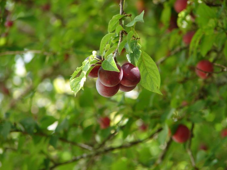 Wallpapers Nature Fruits Prune sauvage