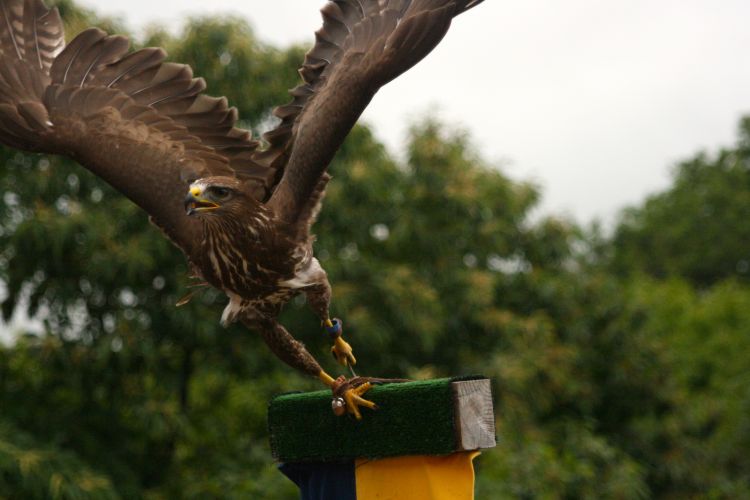 Fonds d'cran Animaux Oiseaux - Buses Envol