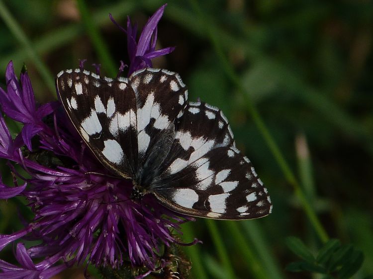 Wallpapers Animals Insects - Butterflies Le demi deuil 