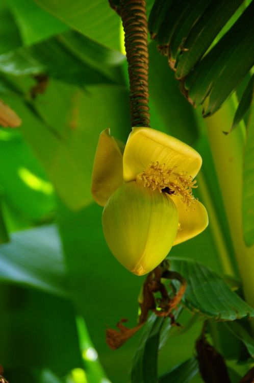 Fonds d'cran Nature Fleurs Fleur bananier