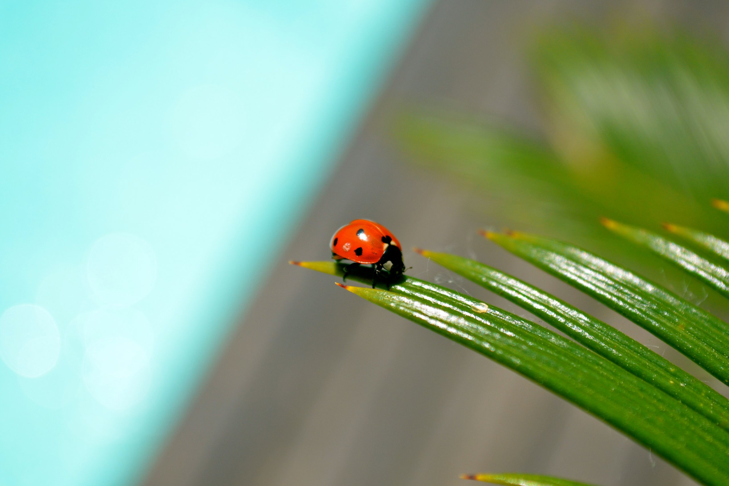 Fonds d'cran Animaux Insectes - Coccinelles Insekt