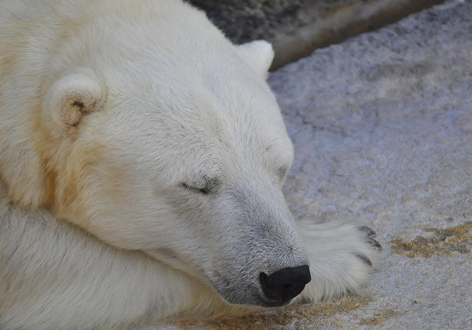 Fonds d'cran Animaux Ours La sieste de l'ours 