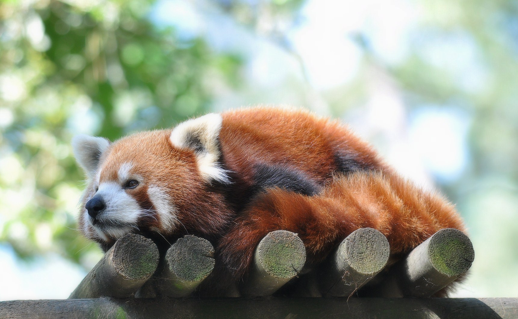 Wallpapers Animals Red pandas Panda roux