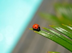  Animaux Insekt