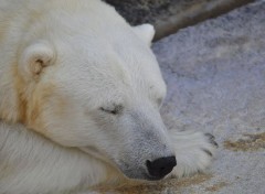  Animaux La sieste de l'ours 