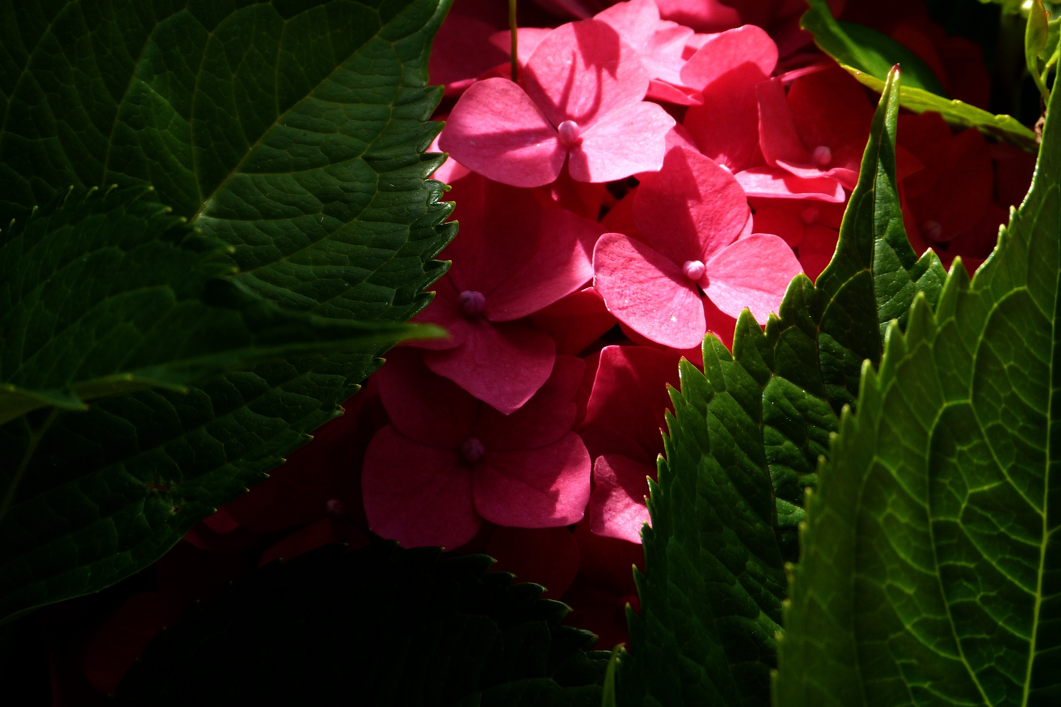 Fonds d'cran Nature Fleurs Fleurs du jardin