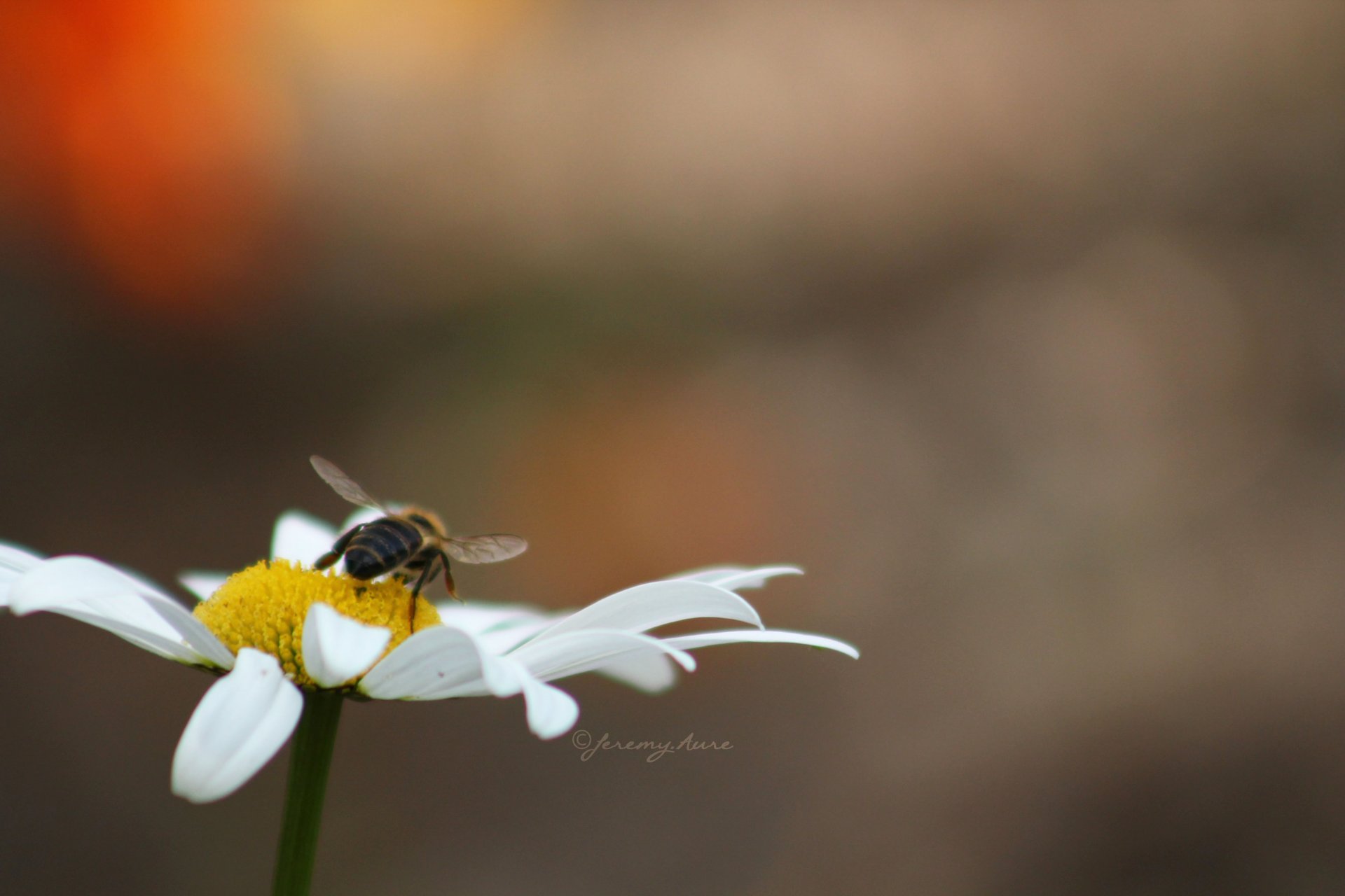 Wallpapers Nature Flowers Jeremy.Aure  Tous droits rservs