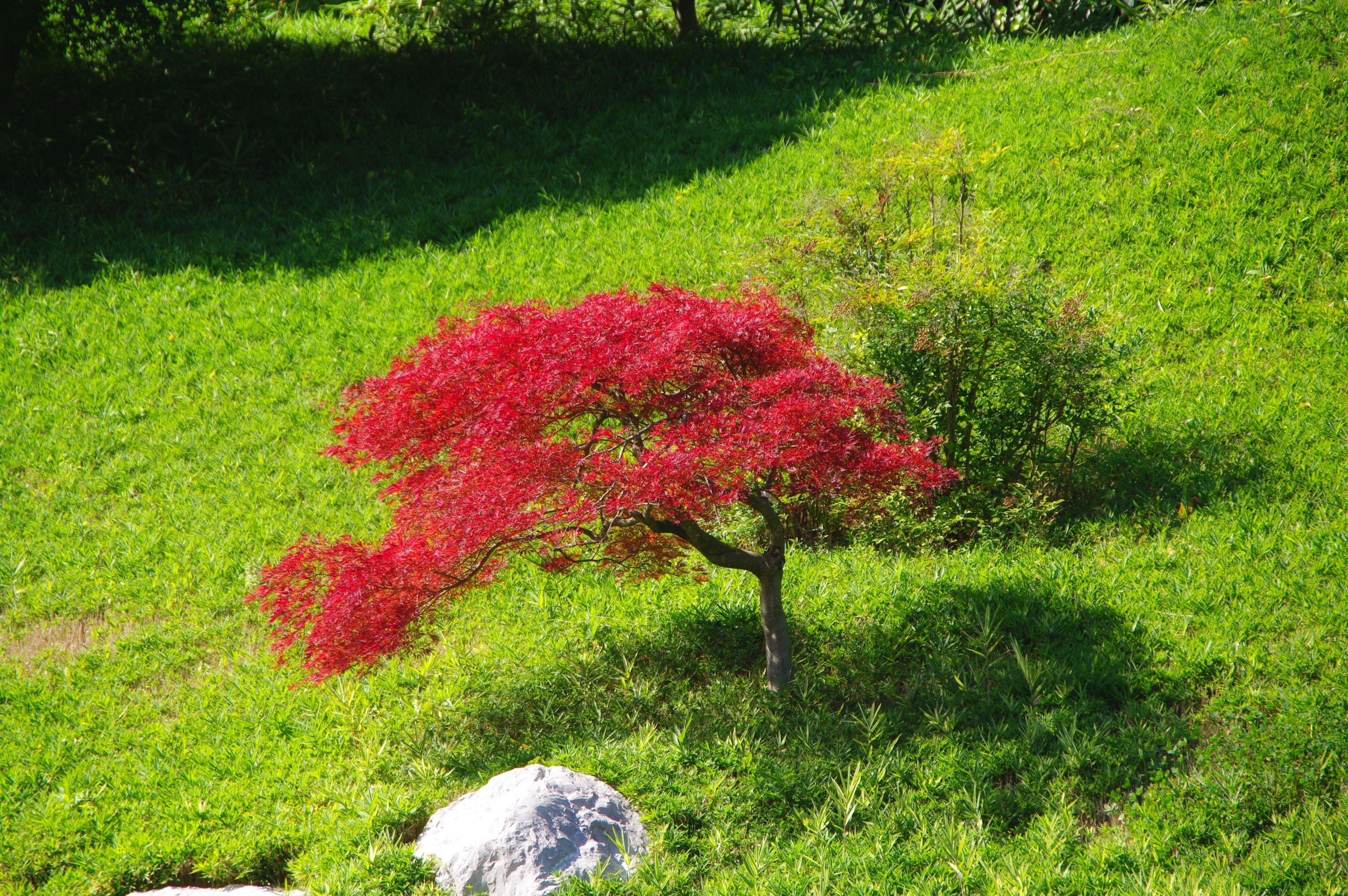 Fonds d'cran Nature Arbres - Forts l'rable du japon